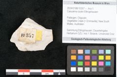Foto (Objekt + Etikett) von Casuarina cookii Ettingshausen (NHMW-GEO-2024-0188-10357)